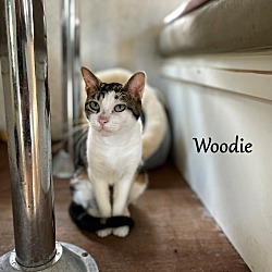 Photo of Woodie