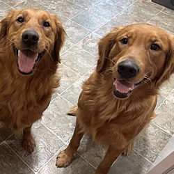 Photo of Windsor (left) and Kahlua (right)