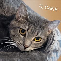 Thumbnail photo of C. CANE #2