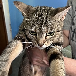 Thumbnail photo of Beautiful young bengal mixed cat #1