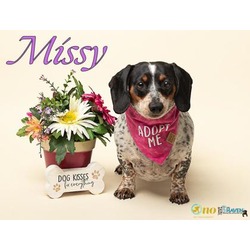 Thumbnail photo of Missy #1