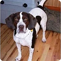 short haired springer