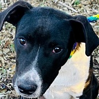 adopt-pet