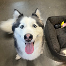 Adopt A Pet :: Arwen - Versailles, KY