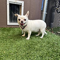 adopt-pet