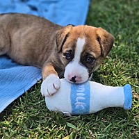 adopt a pet
