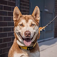 adopt a pet