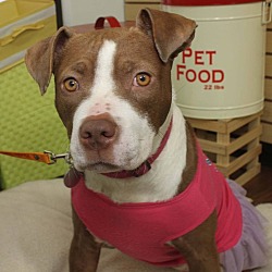 Thumbnail photo of Ruby Sue-Adopted! #1