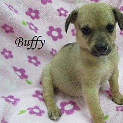 Thumbnail photo of Buffy #3