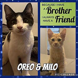 Thumbnail photo of Milo and Oreo #1