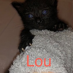 Thumbnail photo of Lou #4