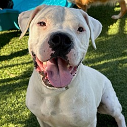 Photo of Maximus A5440426 @ Downey