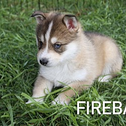 Thumbnail photo of Fireball #2