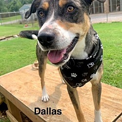 Thumbnail photo of Dallas #4