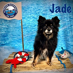 Thumbnail photo of Jade #4