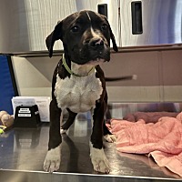 adopt a pet