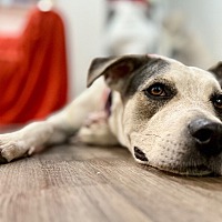 adopt a pet