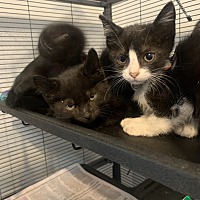 adopt a pet