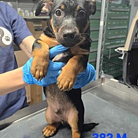 adopt a pet