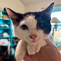 adopt a pet