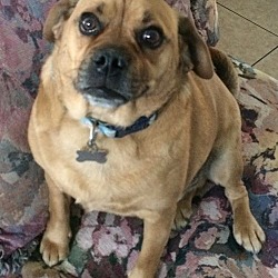 Photo of Cute+Cuddly Bentley the Puggle