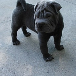 Photo of Chinese Shar-Pei