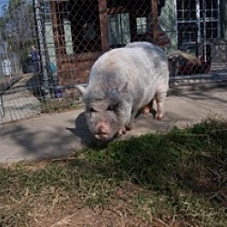 Thumbnail photo of Pigs #2