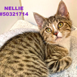 Photo of Nellie - Stray