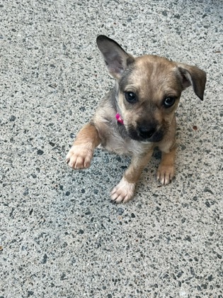 Photo of Clover- IN FOSTER