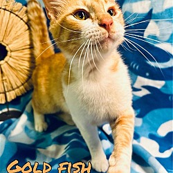 Photo of Gold Fish