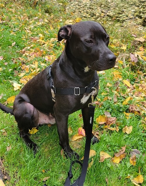 Adopt Max a Black Labrador Retriever / Terrier (Unknown Type | Black ...