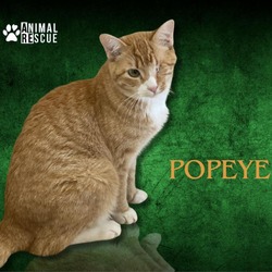 Thumbnail photo of Popeye #1