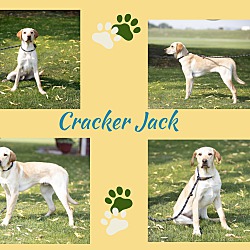 Photo of Cracker Jack