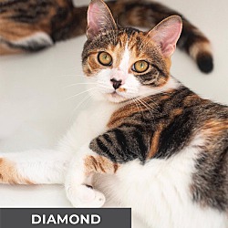 Thumbnail photo of Diamond #2