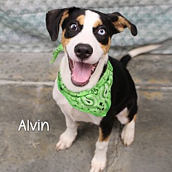 Thumbnail photo of Alvin #1