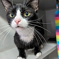 adopt a pet