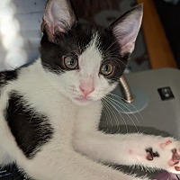 adopt a pet