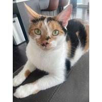 adopt-pet