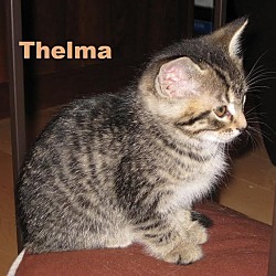 Thumbnail photo of Thelma - Adopted Dec 2015 #2