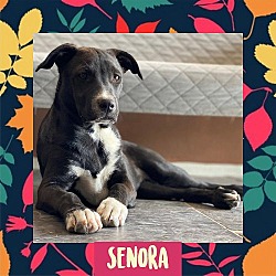 Thumbnail photo of Senora #4