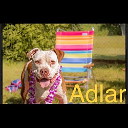 Thumbnail photo of Adlar #1