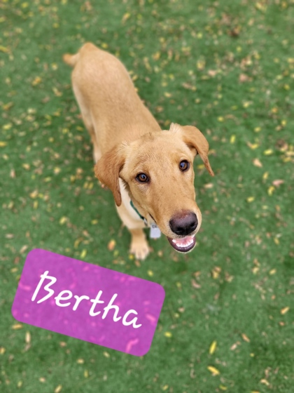 Photo of Bertha