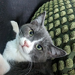 Photo of Doug the Kitten