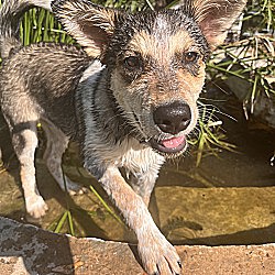 Thumbnail photo of Lilly - Husky/Cattle Dog mix! #4