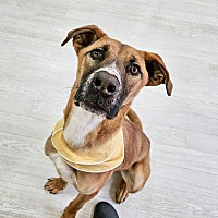 adopt-pet