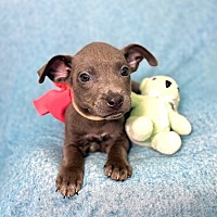 adopt a pet
