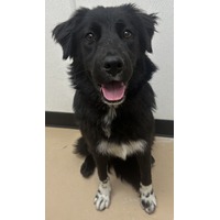 adopt-pet