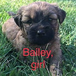 Thumbnail photo of Bailey RBF #1