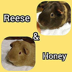 Photo of Reese, Honey