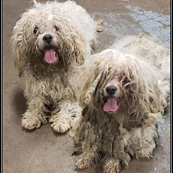 Thumbnail photo of Adopted!! Finn and Sawyer - IL #1